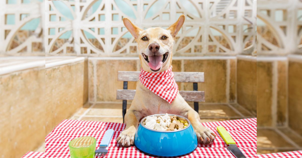 What is the Best Dog Food for Dogs