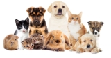 6 of the Easiest Pets to Take Care Of