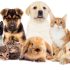 How to fix Separation Anxiety in Dogs