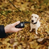 Are Shock Collars Bad for Dogs?