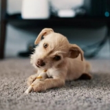 Best Carpet Shampoo for Pet Stains