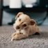 Best Dog Toys for German Shepherds