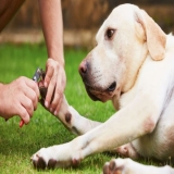 Best Claw Clippers for Dogs