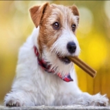 Best Dental Chew for Dogs