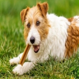 Best Dental Treats for Dogs