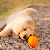 Best Dog Balls Review