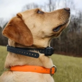 Best Dog E Collar