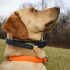 Remote Control Shock Collar for Dogs