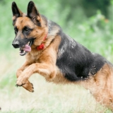 Best Dog Joint Supplement