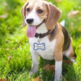 Best Dog Tags for Dogs