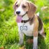 Best Paw Balm for Dogs