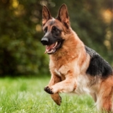 Best Dog Toys for German Shepherds