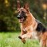 Best Carpet Shampoo for Pet Stains