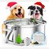 Best Kibble for Picky Dogs