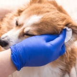 Best Ear Wipes for Dogs