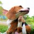 Best Pet Water Fountain