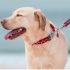 Best Claw Clippers for Dogs