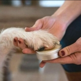 Best Paw Balm for Dogs