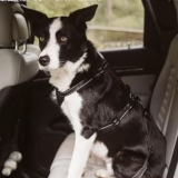 Best Seat Belt for Dogs