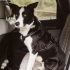 Best Paw Balm for Dogs