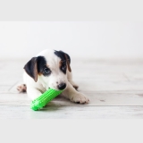 Best Toys for Small Dogs
