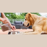 Best Wet Dog Food for Senior Dogs