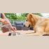 Best Affordable Dog Food