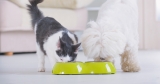 Can Dogs Eat Cat Food