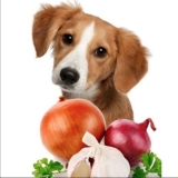 Can Dogs Eat Onions?