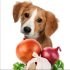 What Dog Breed Lives The Longest?