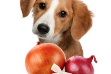 Can Dogs Eat Onions?
