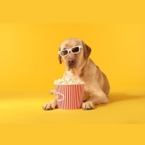 Can Dogs Eat Popcorn?