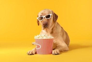Can Dogs Eat Popcorn?
