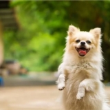 Can Food Cause Anal Gland Issues in Dogs?