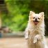 Can Dogs Eat Nutritional Yeast?