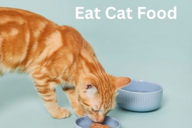 Can Humans Eat Cat Food?