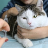 Can You Get Rabies from a Cat Scratch