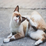 Do Bed Bugs Bite Cats?