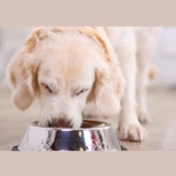 Dog Supplements for Homemade Food