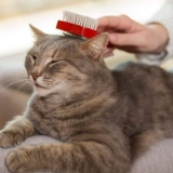 Dry Pet Shampoo for Cats