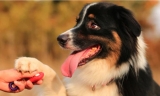 How to house train an adult dog