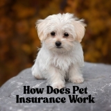 How Does Pet Insurance Work?