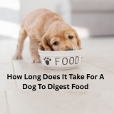 How Long Does It Take For A Dog To Digest Food?