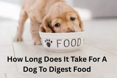 How Long Does It Take For A Dog To Digest Food?