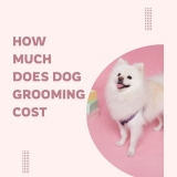 How Much Does Dog Grooming Cost?