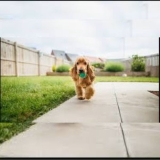 How Much Does Invisible Pet Fence Cost