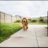 Best Life Vest for Dogs