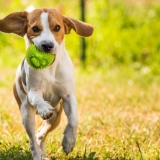 How Much Exercise Does a Dog Need?