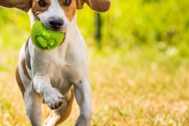 How Much Exercise Does a Dog Need?