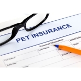 How Much Is Pet Insurance?